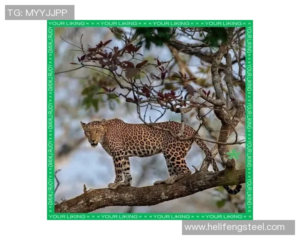 深圳攀岩队攻防分析:技术与策略的双重考验与反思 深圳攀岩队攻防分析:技术与策略的双重考验与反思